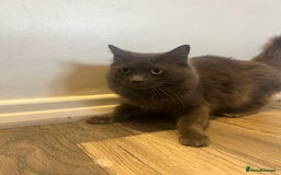 British Longhair cats for sale: British blue long hair - Image 3