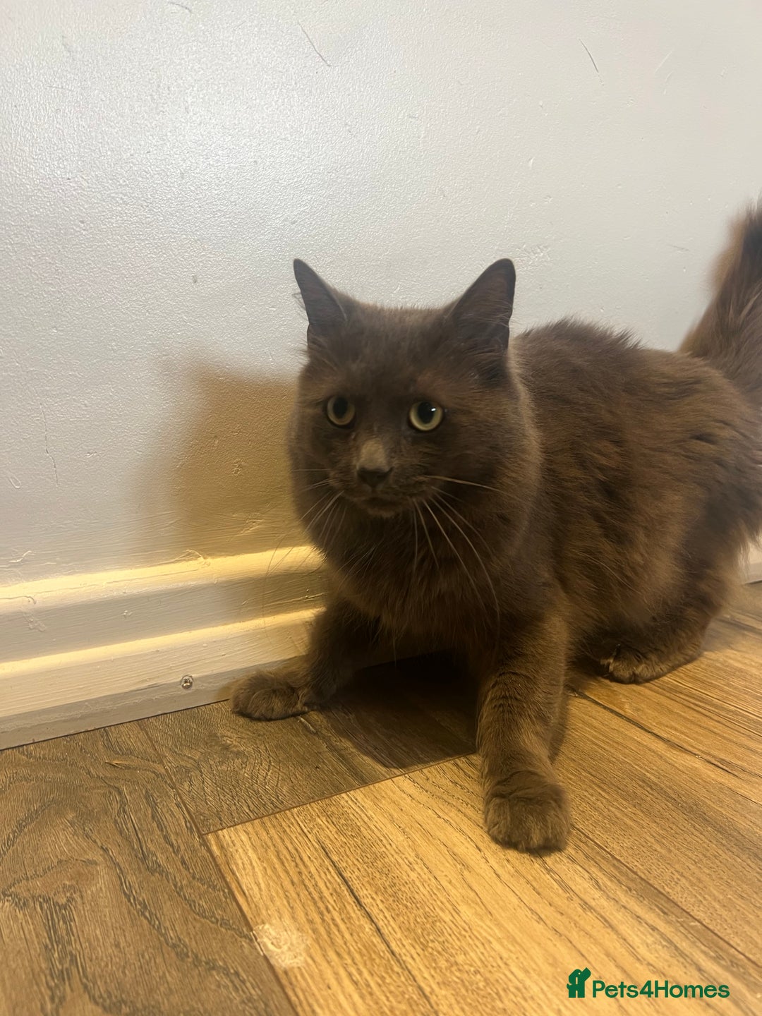 British Longhair cats for sale: British blue long hair - Image 3