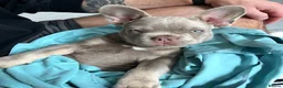 French Bulldog dogs for stud:  Maverick | Pedigree Frenchie Stud in Beverley - Advert 5