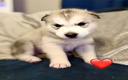 Siberian Husky dogs for sale: Fluffy Siberian Husky Puppies  - Image 10