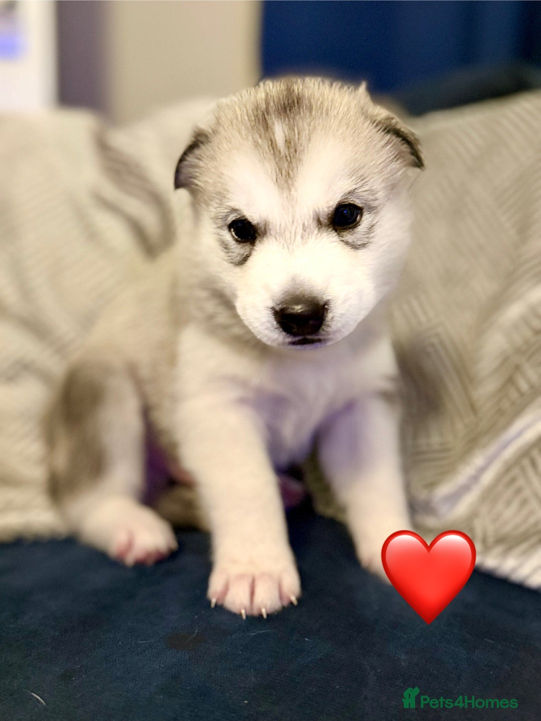 Siberian Husky dogs for sale: Fluffy Siberian Husky Puppies  - Image 10