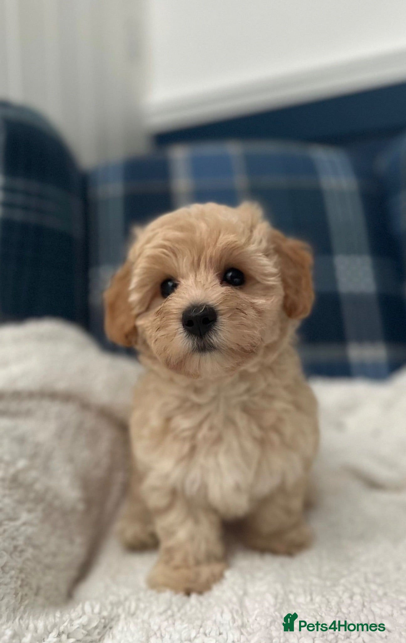 Maltipoo dogs 🩷💜Stunning Maltipoo Puppies💜🩷 - Advert 1