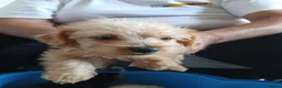 Jackapoo dogs for sale: Cockapoo puppy in Witney - Advert 27
