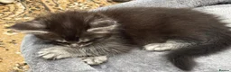 Maine Coon cats for sale: TICA-Registered Silver Maine Coon Kittens - Advert 16