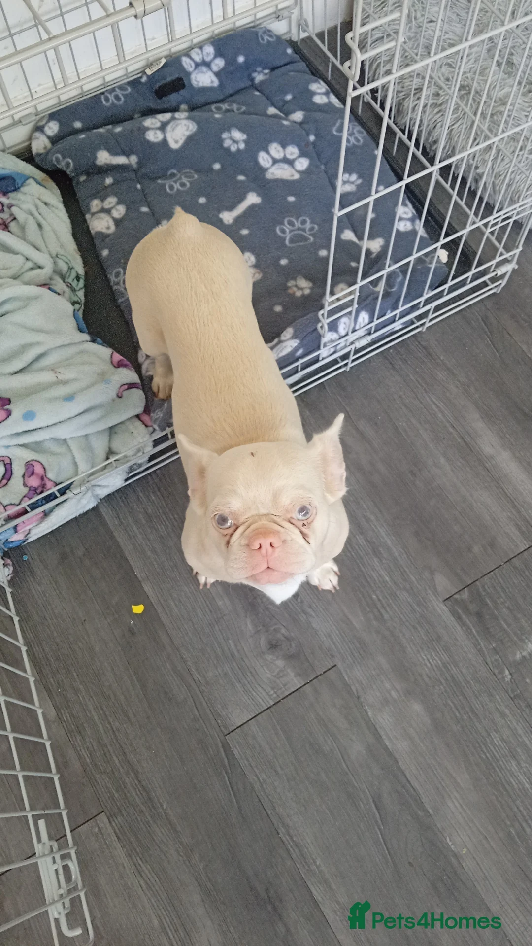Mixed Breed dogs for sale: Dogs  - Advert 2