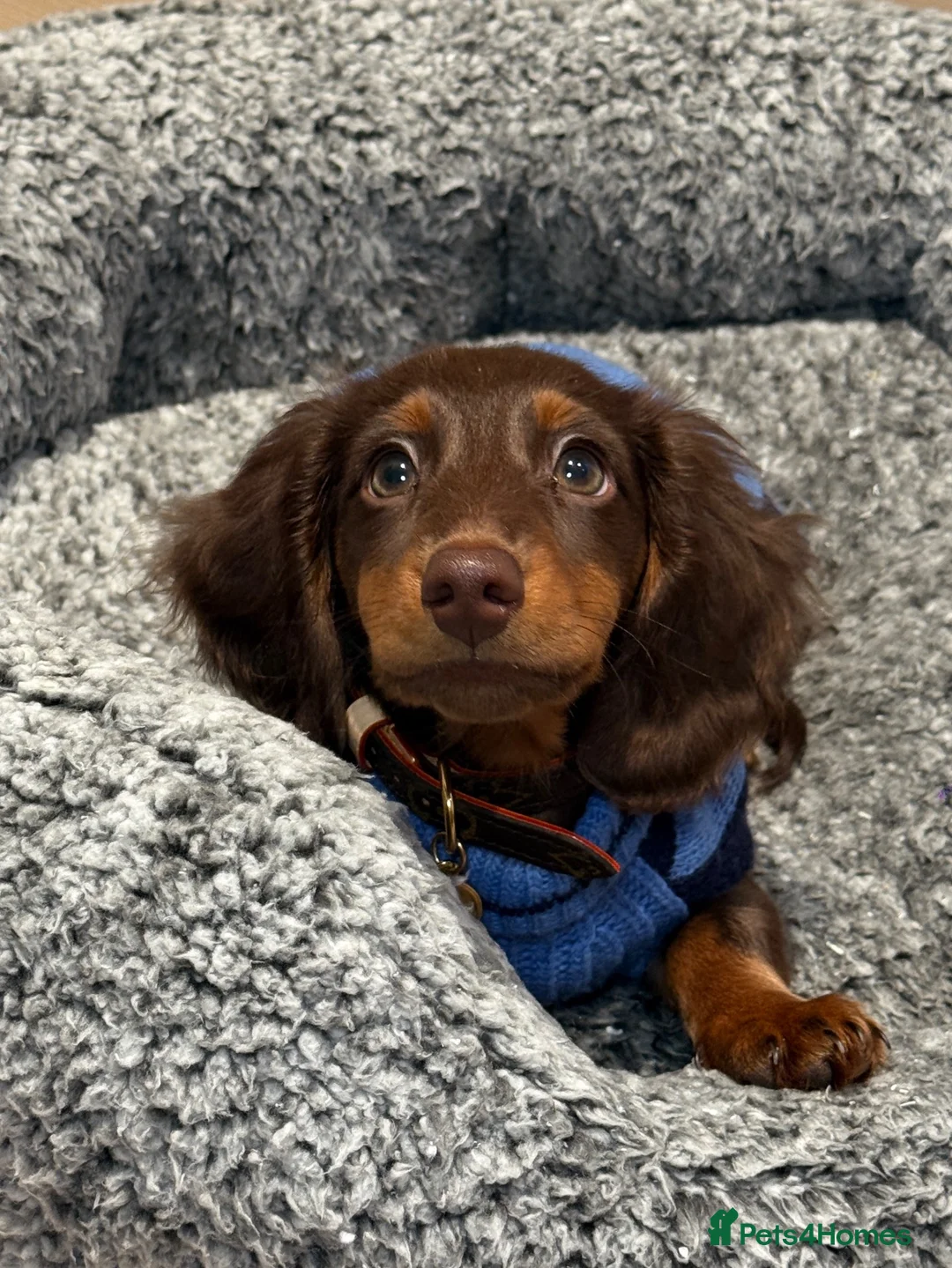 Miniature Dachshund dogs for stud: KC Registered Miniature Long-Haired Dachshund in London - Advert 2