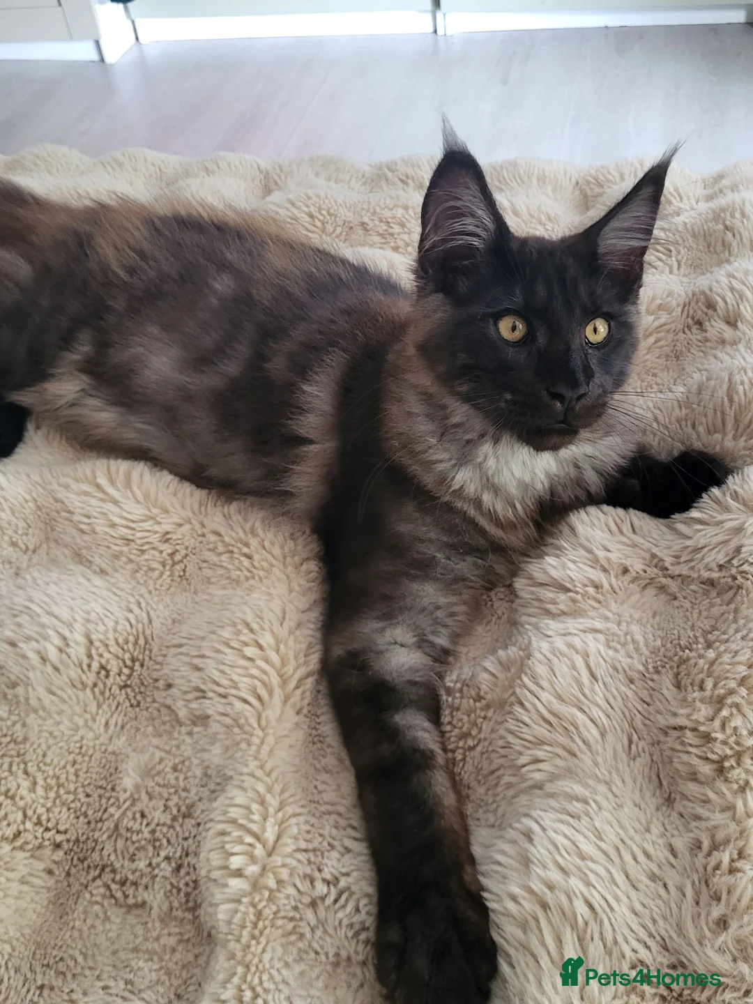 Maine Coon cats for sale: Beautiful Mainecoon  - Advert 1