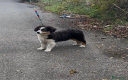 Australian Shepherd dogs for sale: Australian Shepherd Female Puppy - £1200 - Image 4
