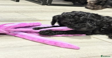 Labradoodle dogs - Advert 8