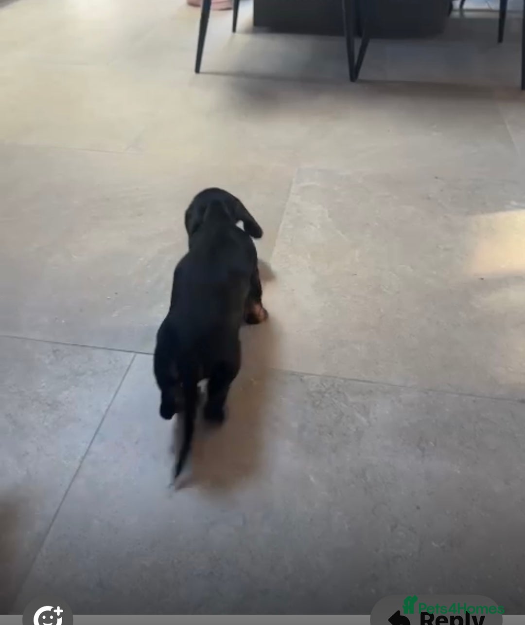 Miniature Dachshund dogs for sale: Beautiful little girl dachshund  - Advert 2