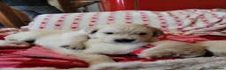 Golden Retriever dogs for sale: Golden retriever puppies  - Advert 3