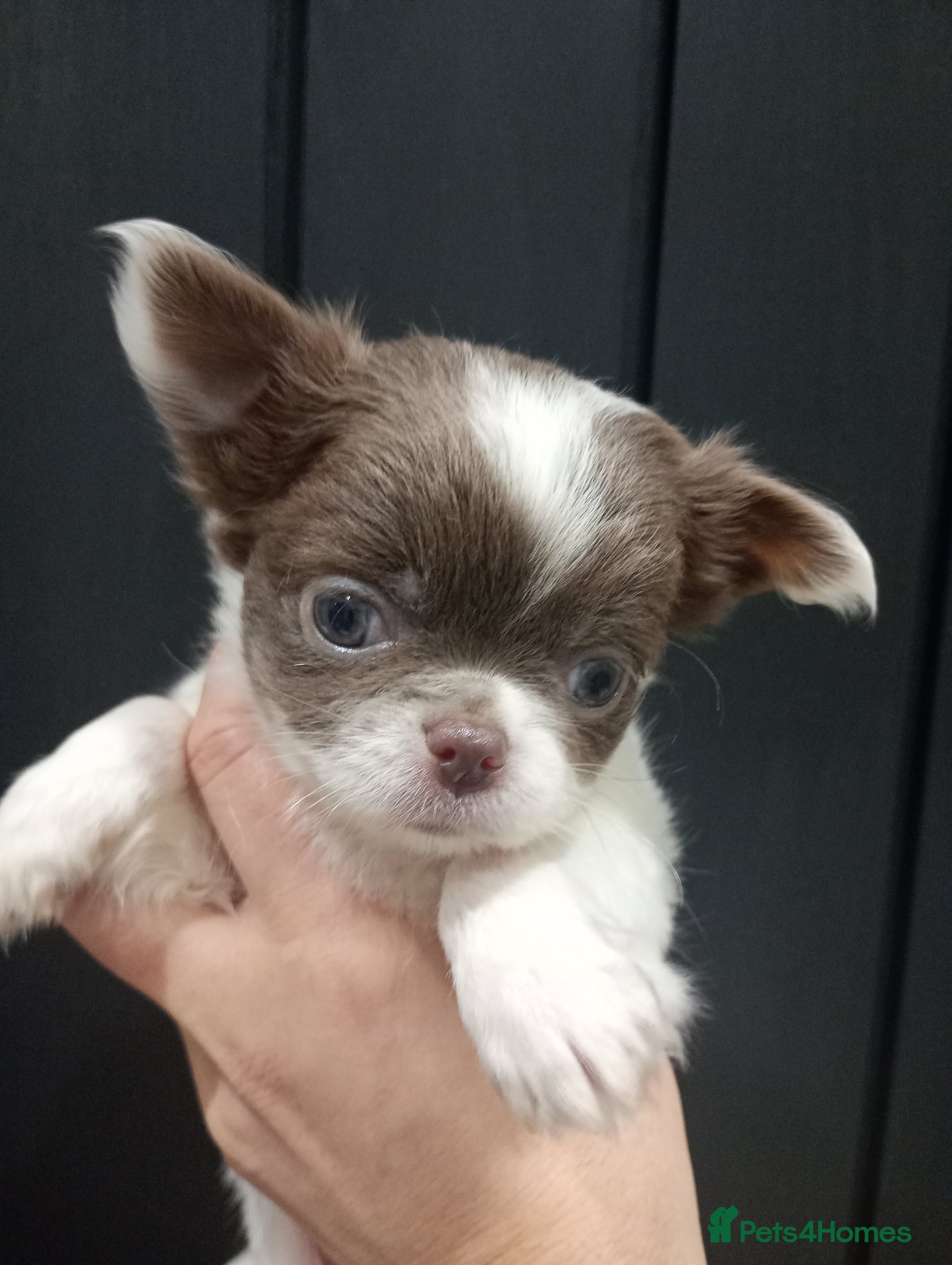 Chihuahua dogs Chihuahua - Fluffy boys remaining - Advert 13