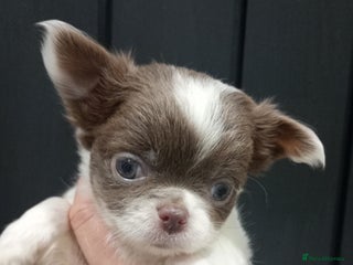 Chihuahua dogs Chihuahua - Amazing Fluffy boys - Advert 5