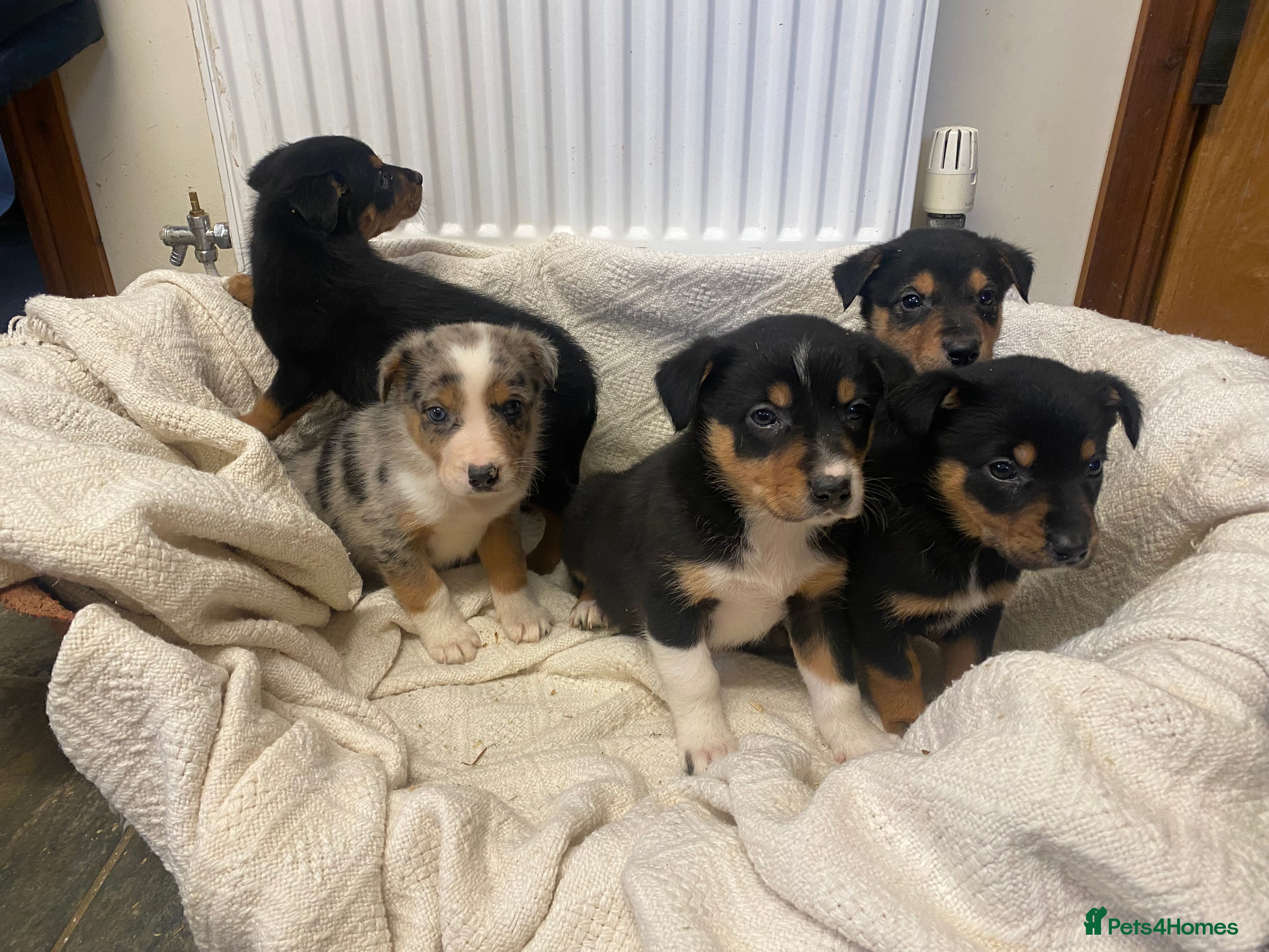 Mixed Breed dogs 🐶 Huntaway x Border Collie Puppies 🐶  - Advert 5