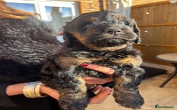 Cockapoo dogs for sale: cockapoo puppies - Advert 19