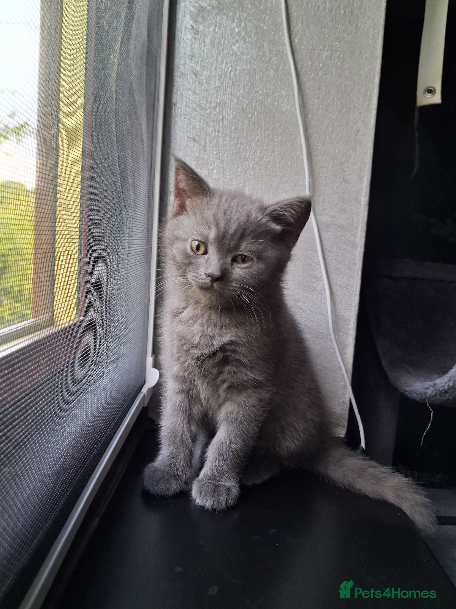 Scottish Fold cats 🐾4 Beautiful Scottish Fold Kittens🐾 - Advert 10