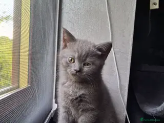 Scottish Fold cats 🐾4 Beautiful Scottish Fold Kittens🐾 - Advert 10