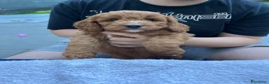 Puppy 1