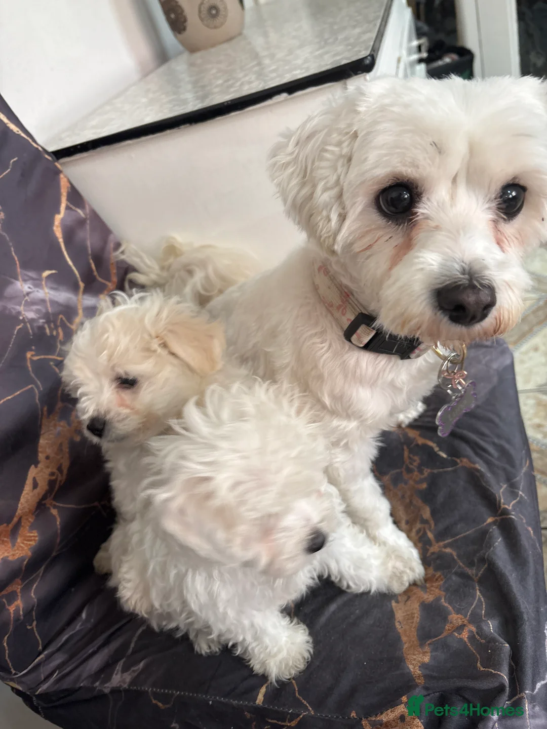 Mixed Breed dogs for sale: Adorable Bichon Frise x Maltese Puppies 🐶 in Dudley - Advert 2