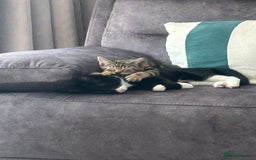 Mixed Breed cats for sale: Male kitten  - Image 3