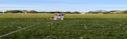 Beagle dogs for sale: Beagle Male age 5 - Advert 4