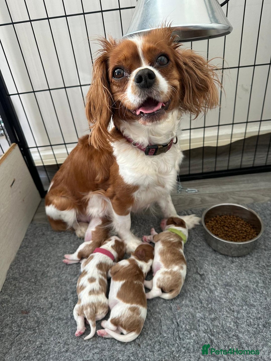 Cavalier King Charles Spaniel dogs for sale: Fully Health Tested Male CKCS Puppies - Image 40