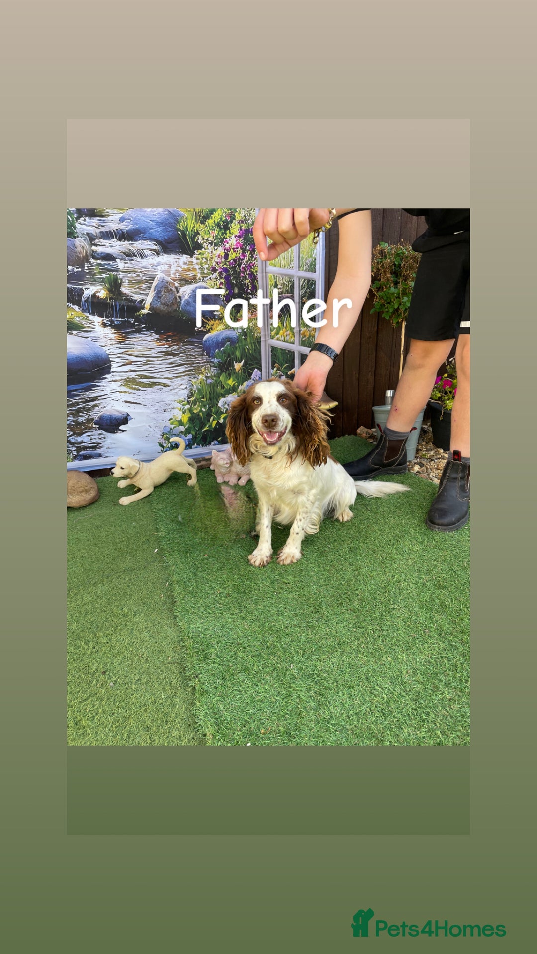 Cocker Spaniel dogs for sale: Healthy puppies - Image 18