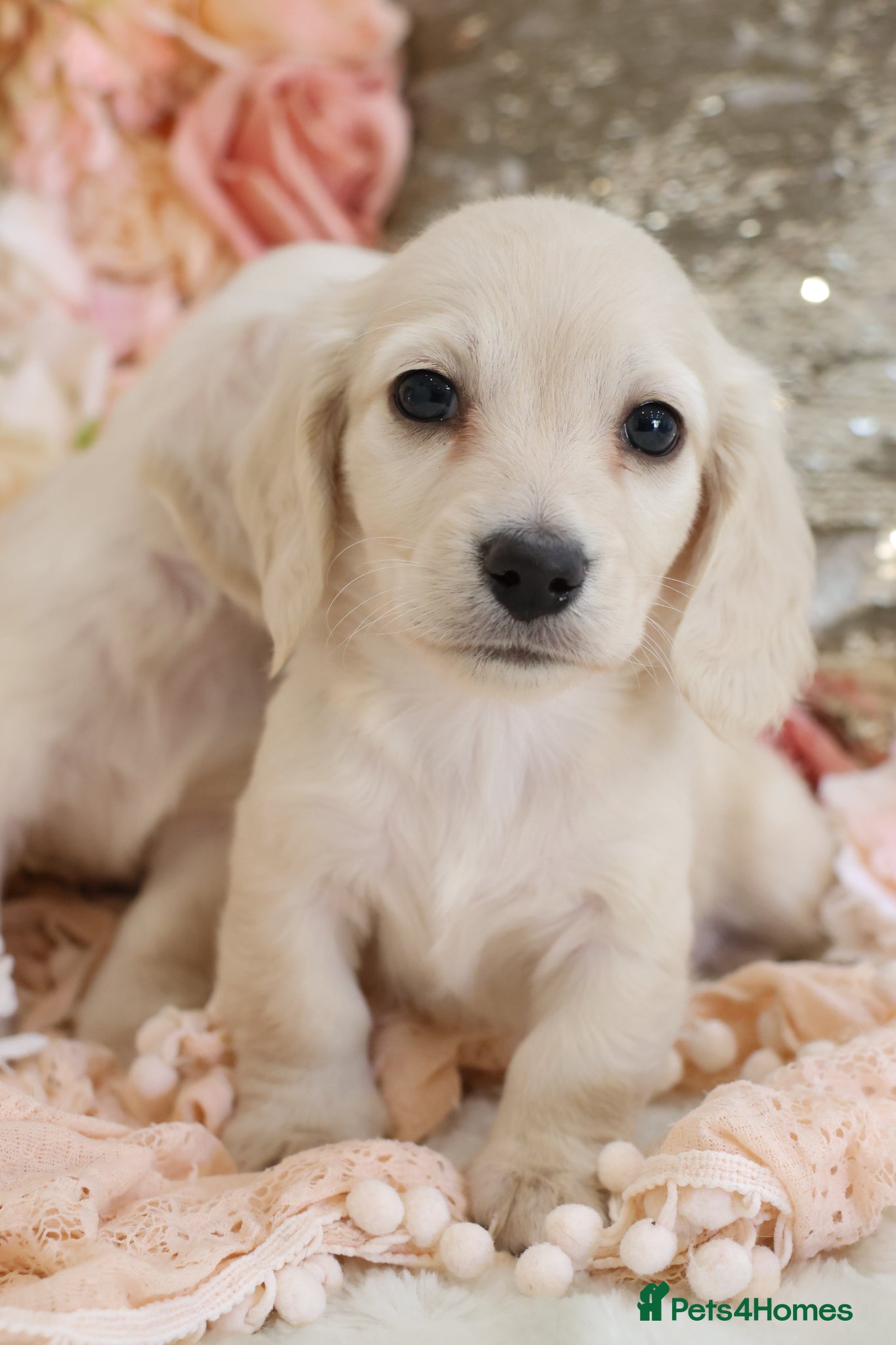 Miniature Dachshund dogs KC Cream Longhair Miniature Dachshund Puppies - Advert 8