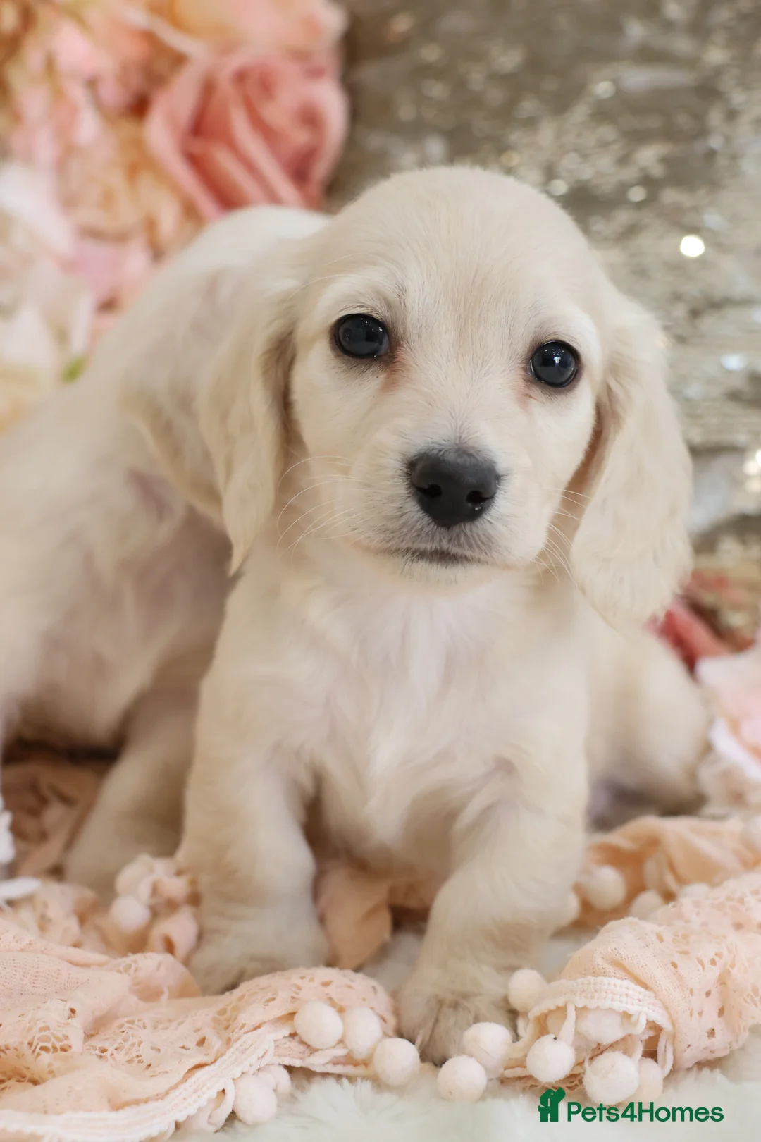 Miniature Dachshund dogs for sale: KC Cream Longhair Miniature Dachshund Puppies - Advert 2