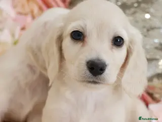 Miniature Dachshund dogs KC Cream Longhair Miniature Dachshund Puppies - Advert 11