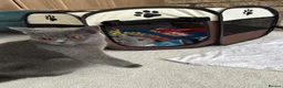British Shorthair cats for sale: Beautiful British Shorthair Kittens - Advert 16