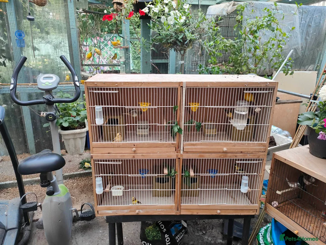 Canaries birds for sale: Male & Female Canaries for sale - Advert 2
