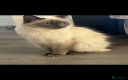 Ragdoll cats for sale: Female ragdoll - Image 3
