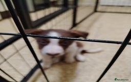 Welsh Collie dogs for sale: Tri colour Welsh collies  - Image 14