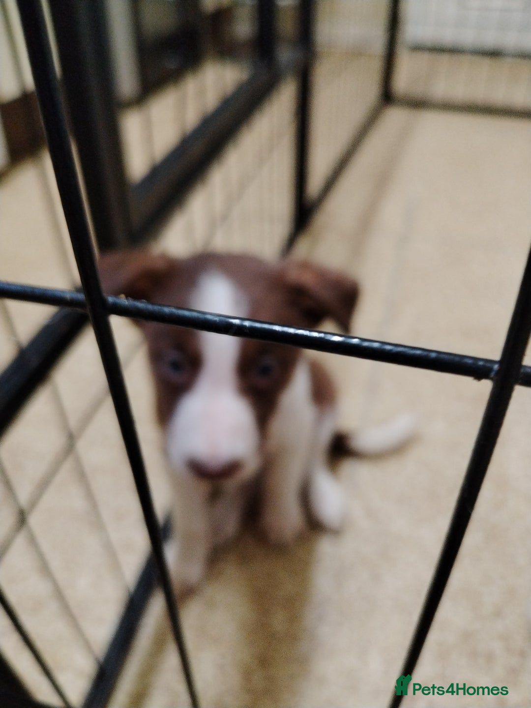Welsh Collie dogs for sale: Tri colour Welsh collies  - Image 14