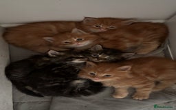 Maine Coon cats for sale: 5 gorgeous 3/4 Maine coon babys - Image 4