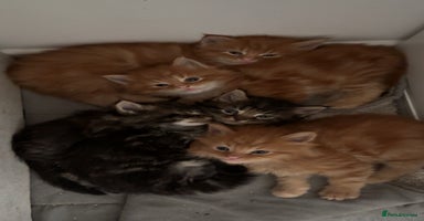 Maine Coon cats - Advert 2