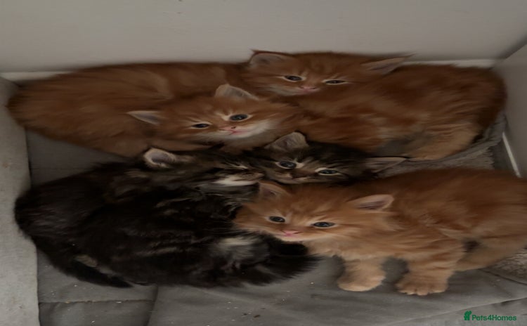 Maine Coon cats - Advert 4