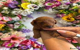 Cavapoo dogs for sale: STUNNING DEEP RED CAVAPOO PUPPIES  - Image 3