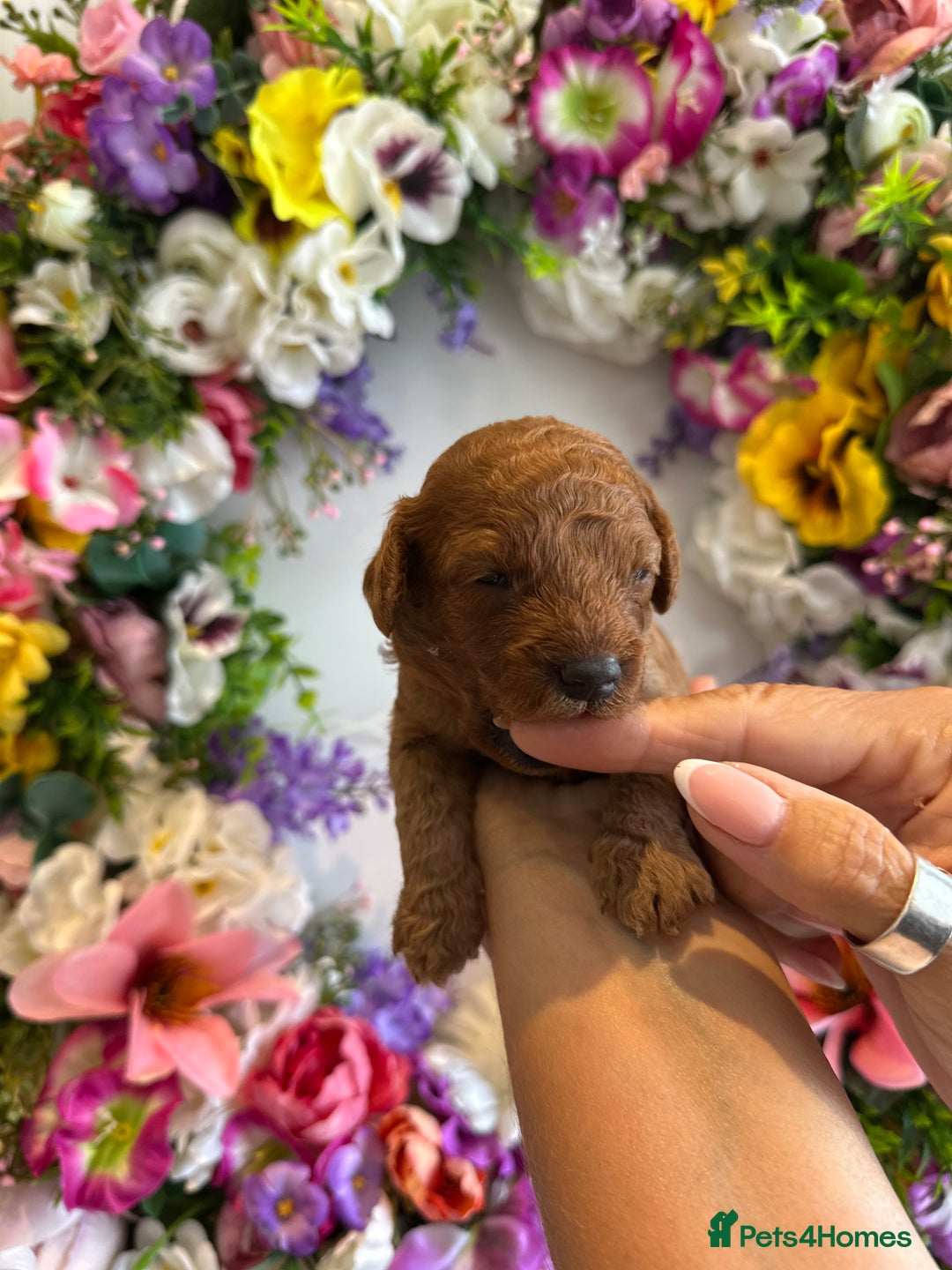 Cavapoo dogs for sale: STUNNING DEEP RED CAVAPOO PUPPIES  - Image 3