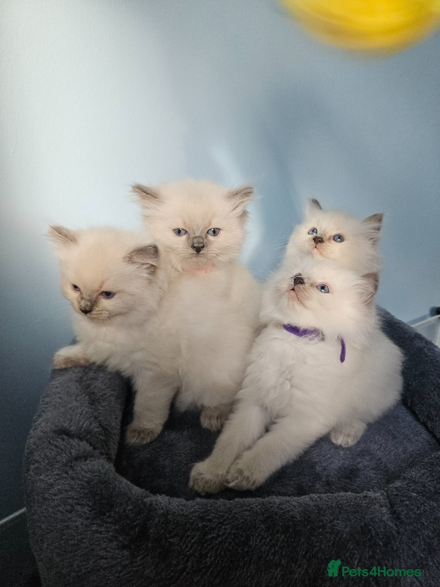 Ragdoll cats Ragdoll kittens looking new home 🏡  - Advert 5