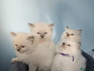 Ragdoll cats Ragdoll kittens looking new home 🏡 - Advert 2