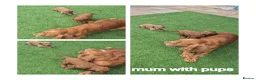 Cockapoo dogs for sale: F1 cockapoo puppies  - Advert 3
