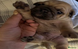 Pug dogs for sale: Beautiful Pug Puppies Male Female - Image 9