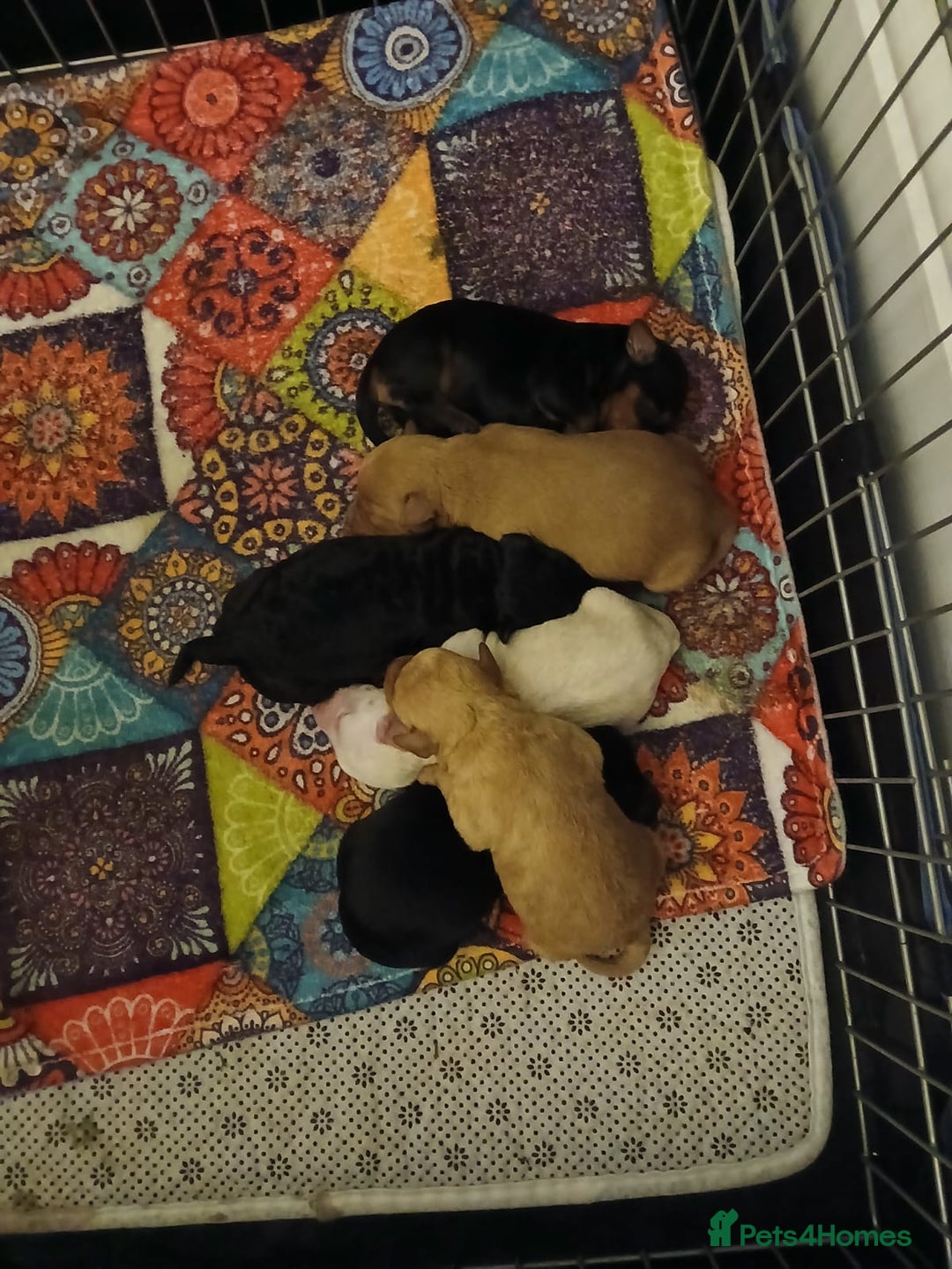 Schnoodle dogs for stud: RARE coloured mini schnoodle - Stud  - Advert 19