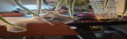 Mixed Breed cats for sale: Ragdoll x Siamese Cat - Advert 3
