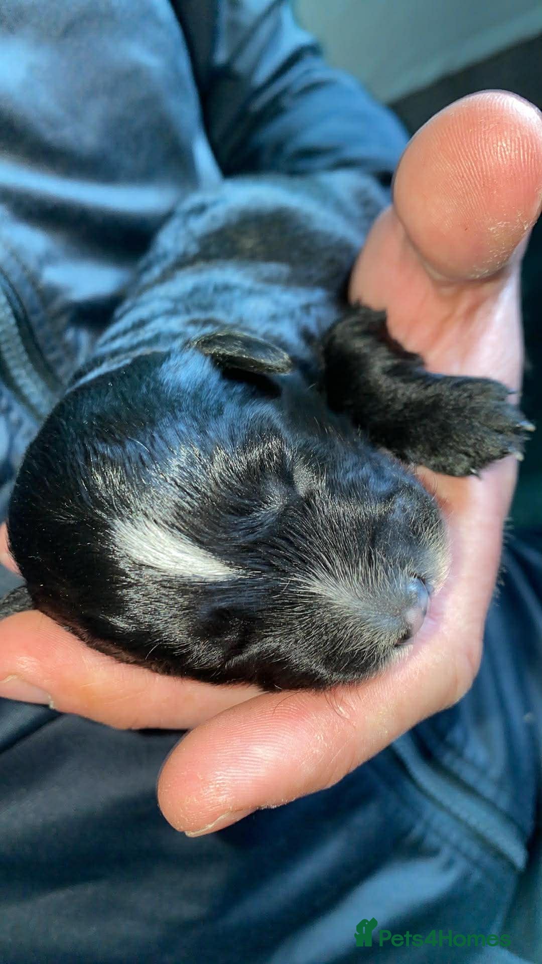 Mixed Breed dogs Whippet cross toy poodle   - Advert 1