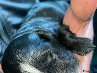 Mixed Breed dogs Whippet cross toy poodle - Advert 1