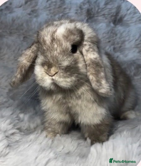 French Lop rabbits Mini lops - Advert 18