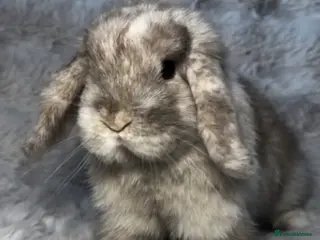 French Lop rabbits Mini lops - Advert 9